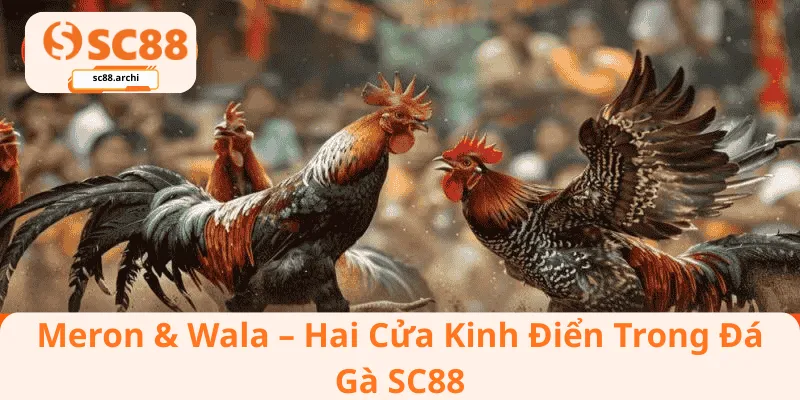 Meron & Wala – Hai Cửa Kinh Điển Trong Đá Gà SC88